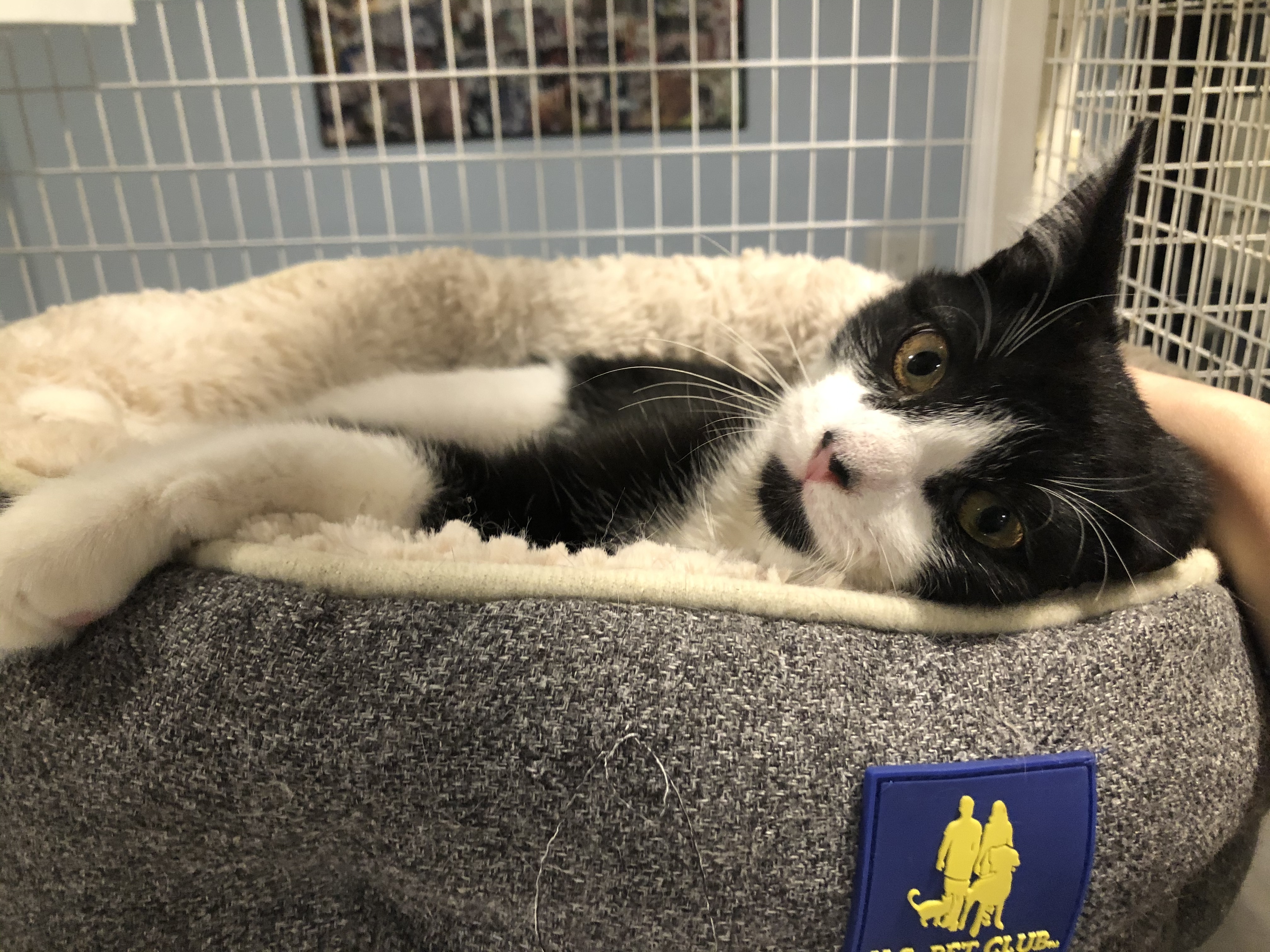 Enlarge Monty, a Adoptable American Shorthair in Clifton, NJ image 6/6