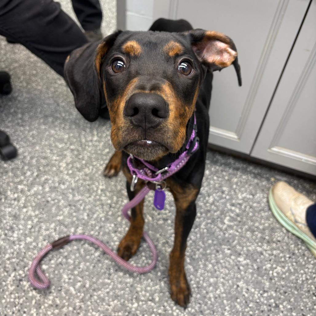 Enlarge Dennis The Menace, a Adoptable mixed breed in Parkersburg, WV image 1/6