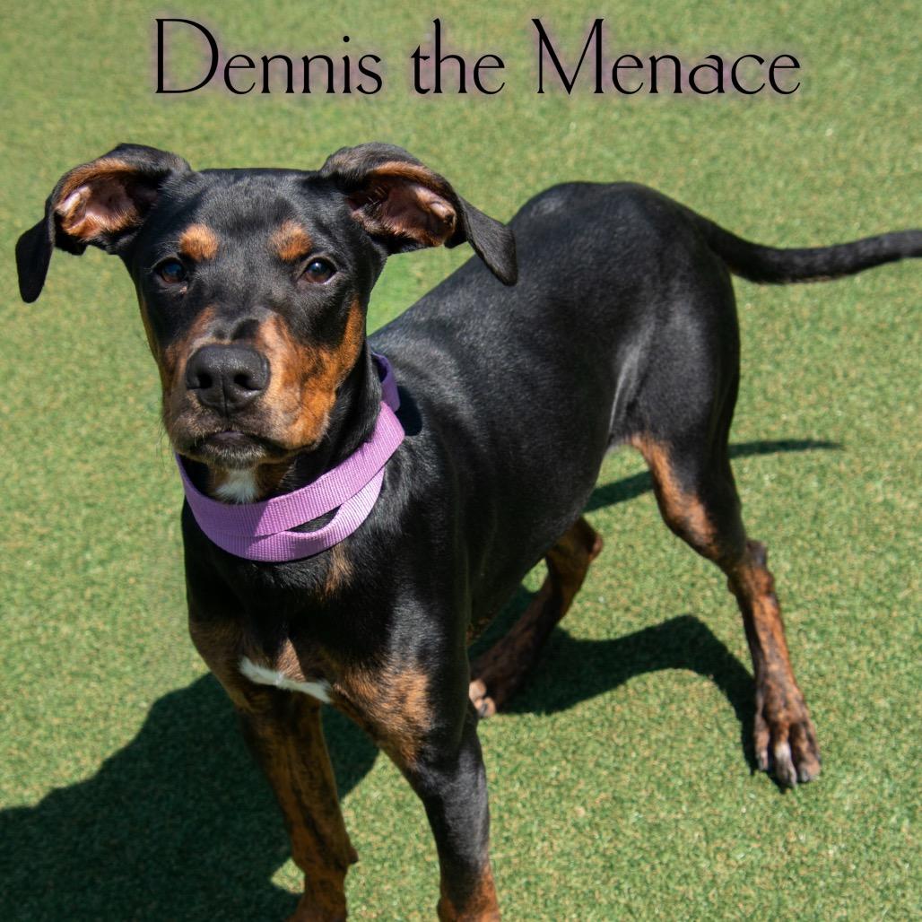 Enlarge Dennis The Menace, a Adoptable mixed breed in Parkersburg, WV image 4/6