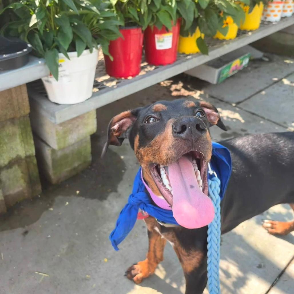Enlarge Dennis The Menace, a Adoptable mixed breed in Parkersburg, WV image 5/6
