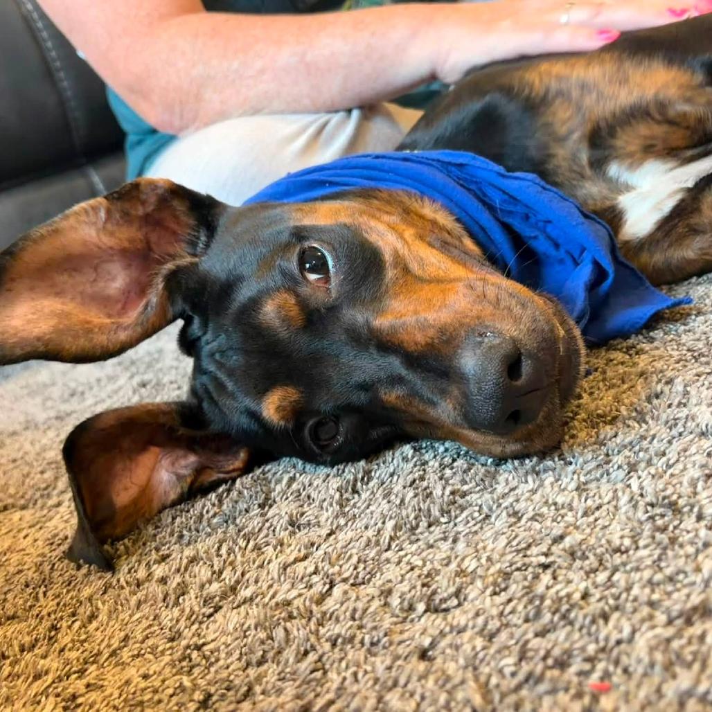 Enlarge Dennis The Menace, a Adoptable mixed breed in Parkersburg, WV image 6/6