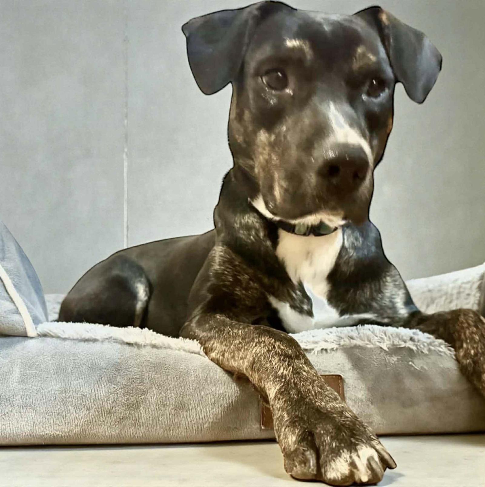 Mello — thumbnail 4