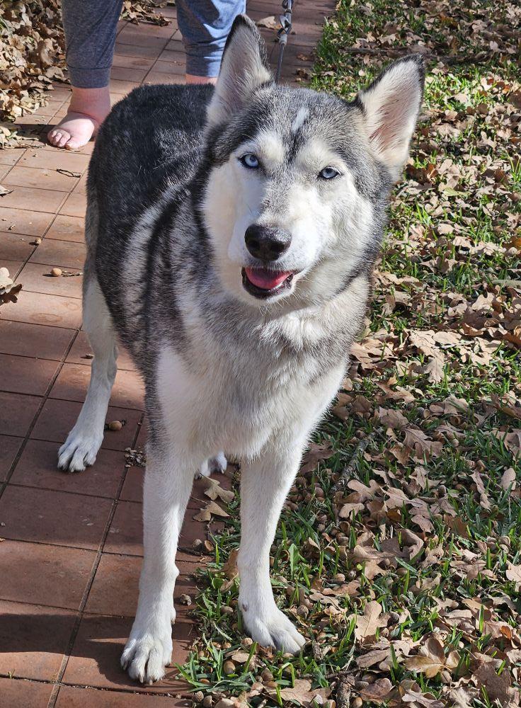 Enlarge Mia, a ADOPTABLE Husky in Colleyville, TX image 3/4