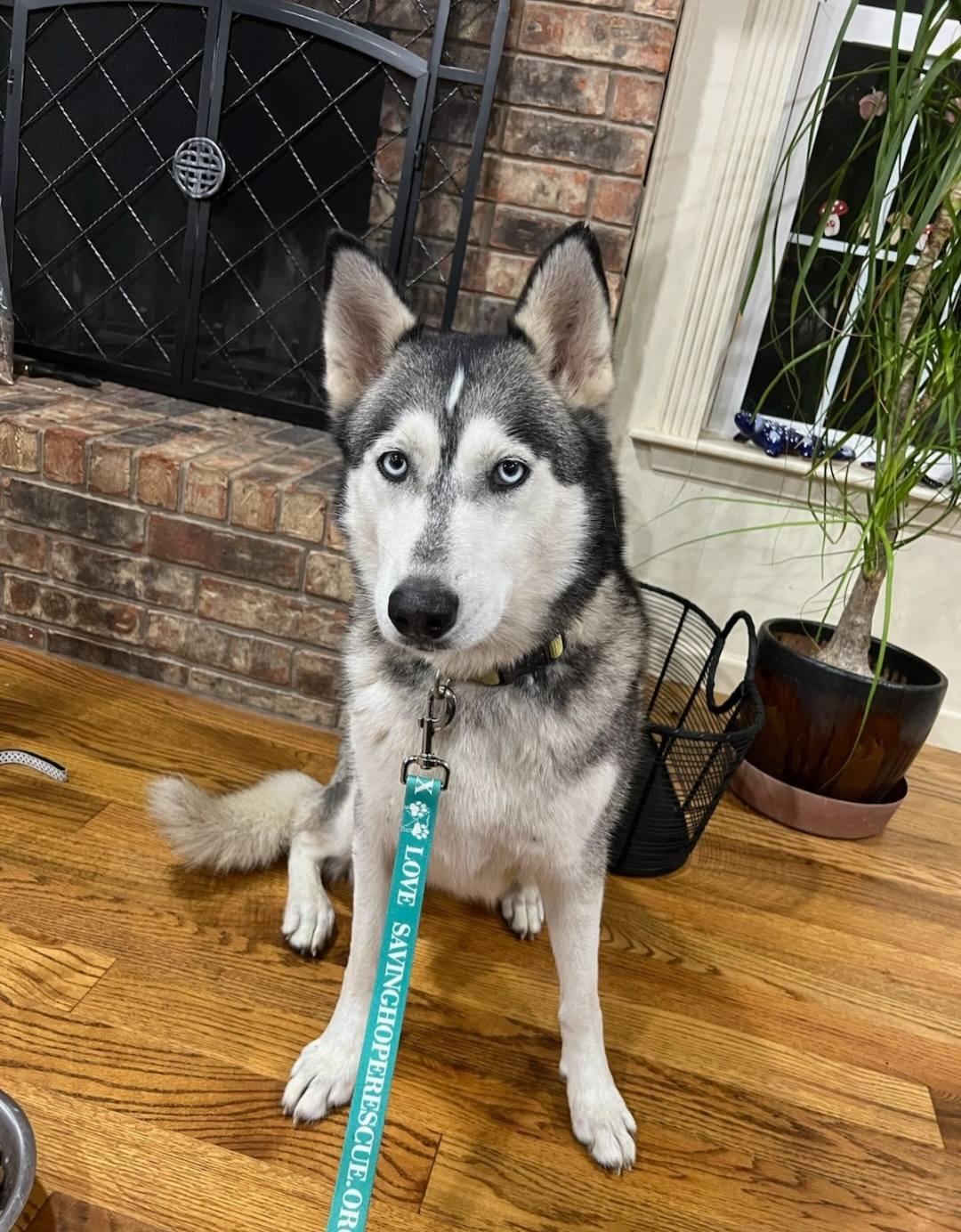 Enlarge Mia, a ADOPTABLE Husky in Colleyville, TX image 1/4