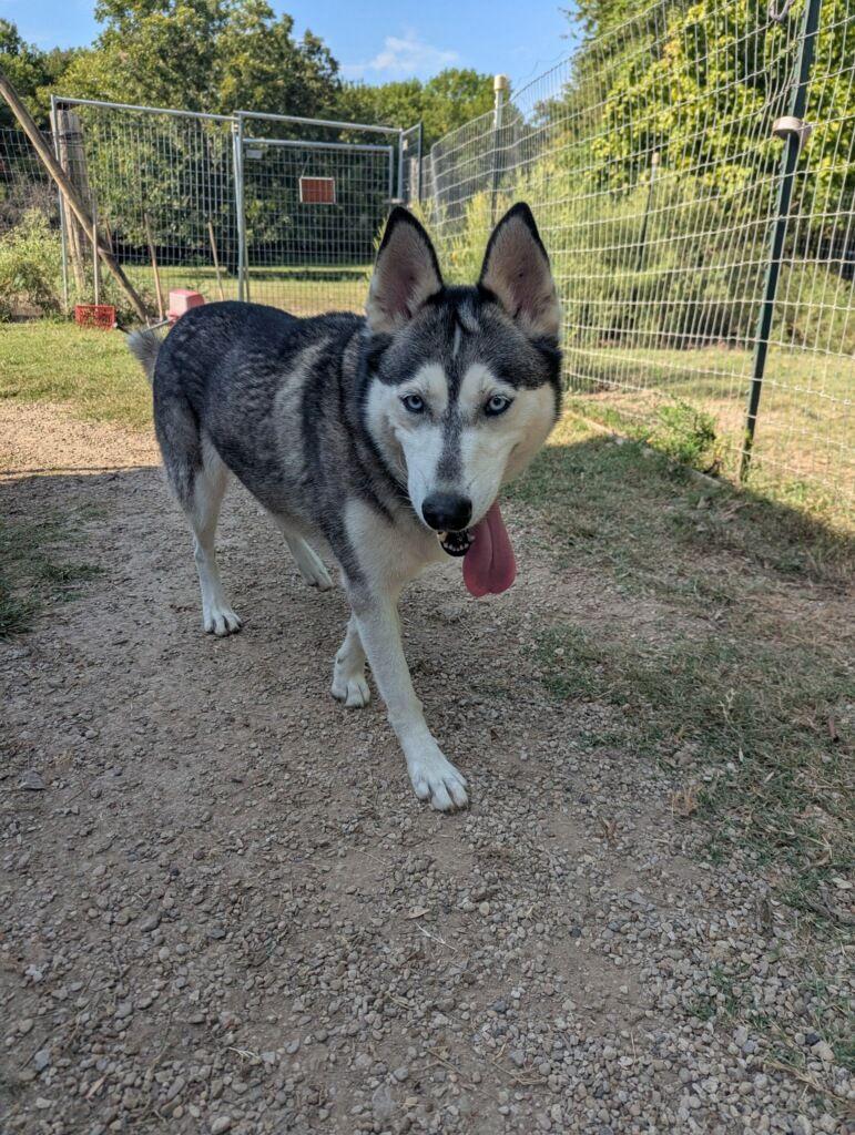 Enlarge Mia, a ADOPTABLE Husky in Colleyville, TX image 4/4