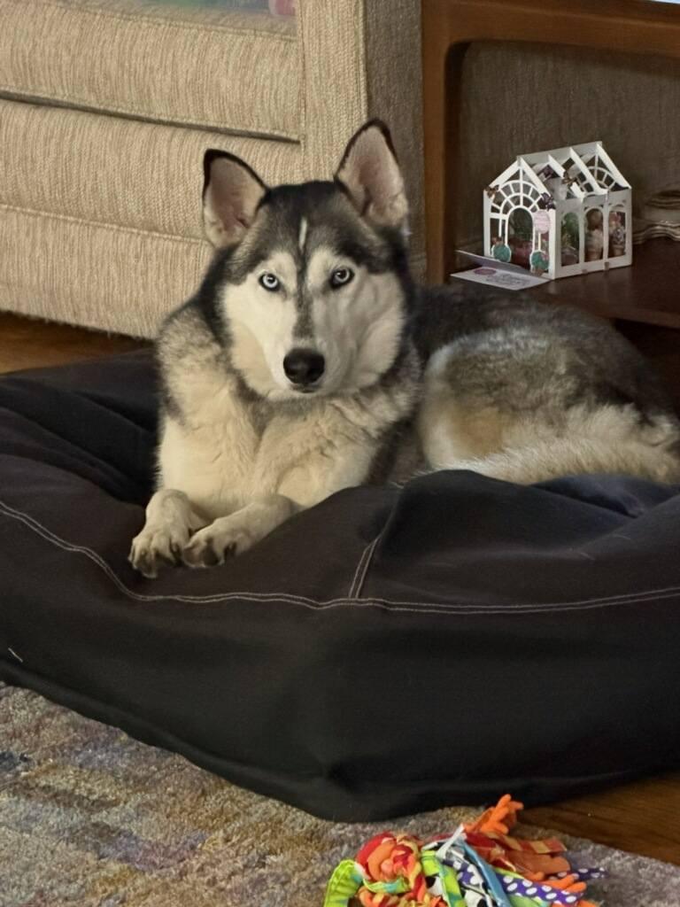 Enlarge Mia, a ADOPTABLE Husky in Colleyville, TX image 2/4