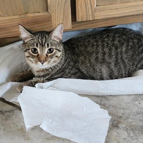 Duffy, a Adoptable Domestic Short Hair in Spring Lake Park, MN image 2/6