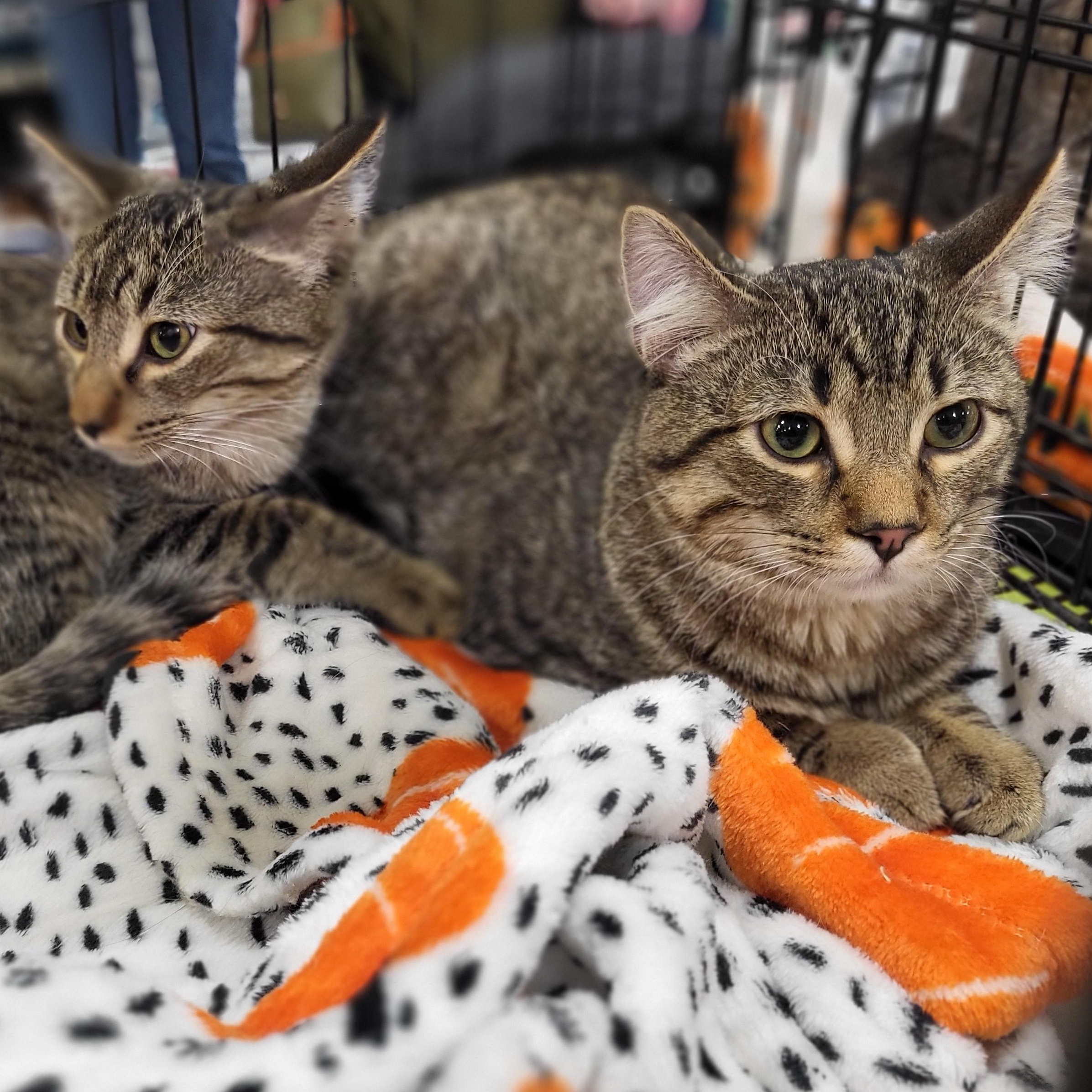 Duffy, a Adoptable Domestic Short Hair in Spring Lake Park, MN image 6/6