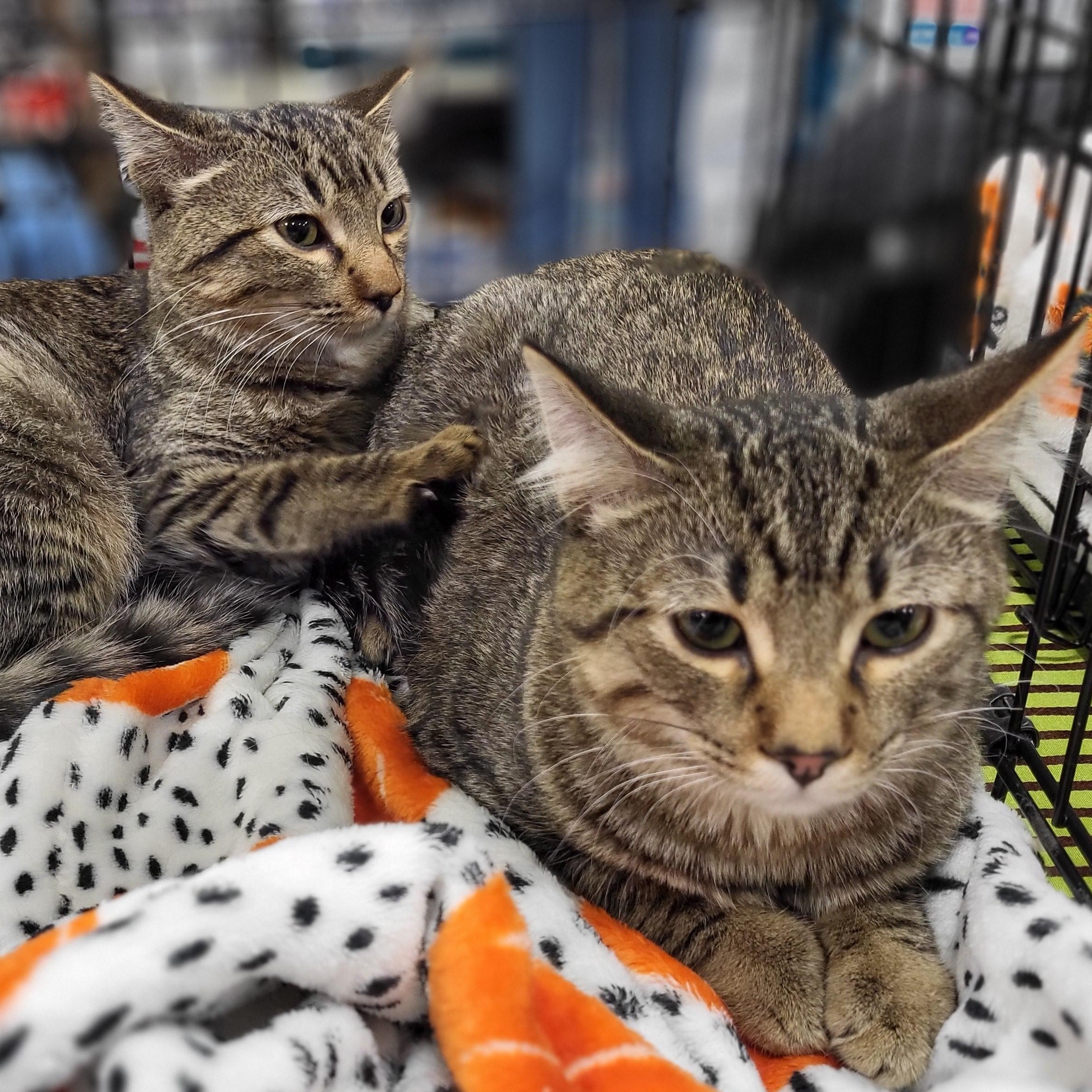 Duffy, a Adoptable Domestic Short Hair in Spring Lake Park, MN image 5/6