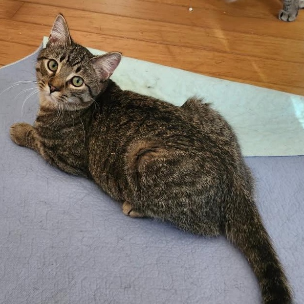 Duffy, a Adoptable Domestic Short Hair in Spring Lake Park, MN image 1/6