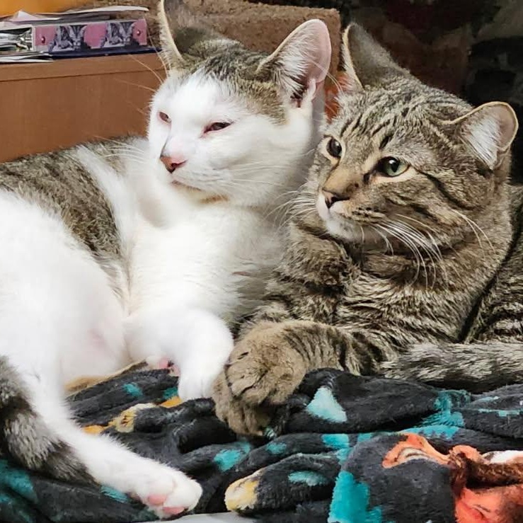 Duffy, a Adoptable Domestic Short Hair in Spring Lake Park, MN image 2/5