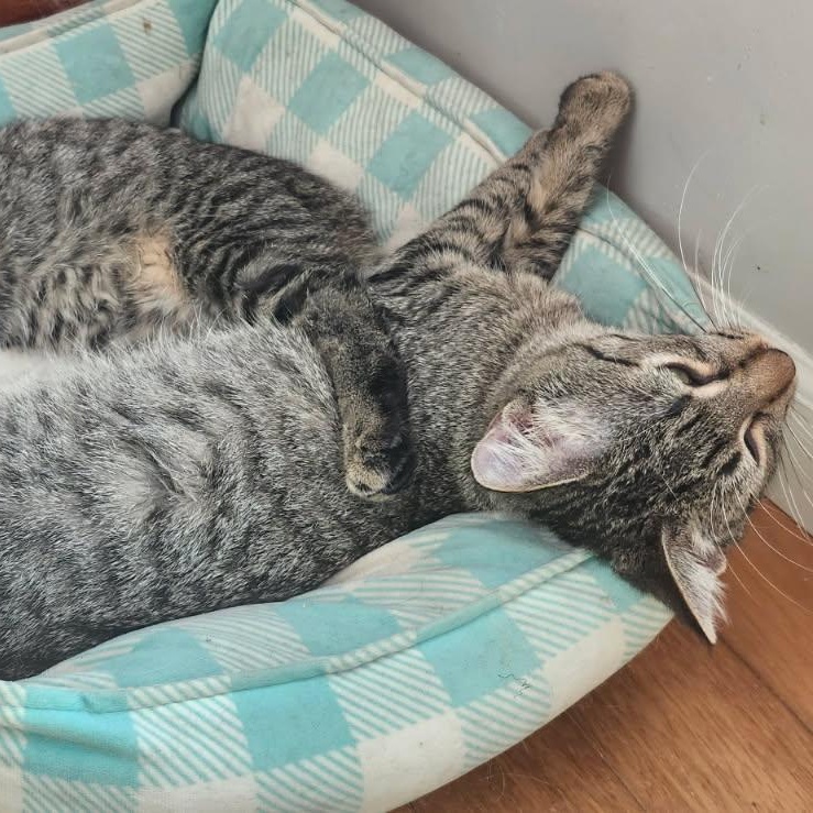 Duffy, a Adoptable Domestic Short Hair in Spring Lake Park, MN image 4/6