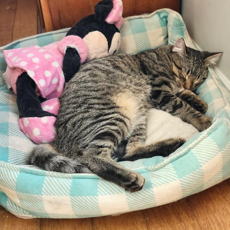 Duffy, a Adoptable Domestic Short Hair in Spring Lake Park, MN image 3/6