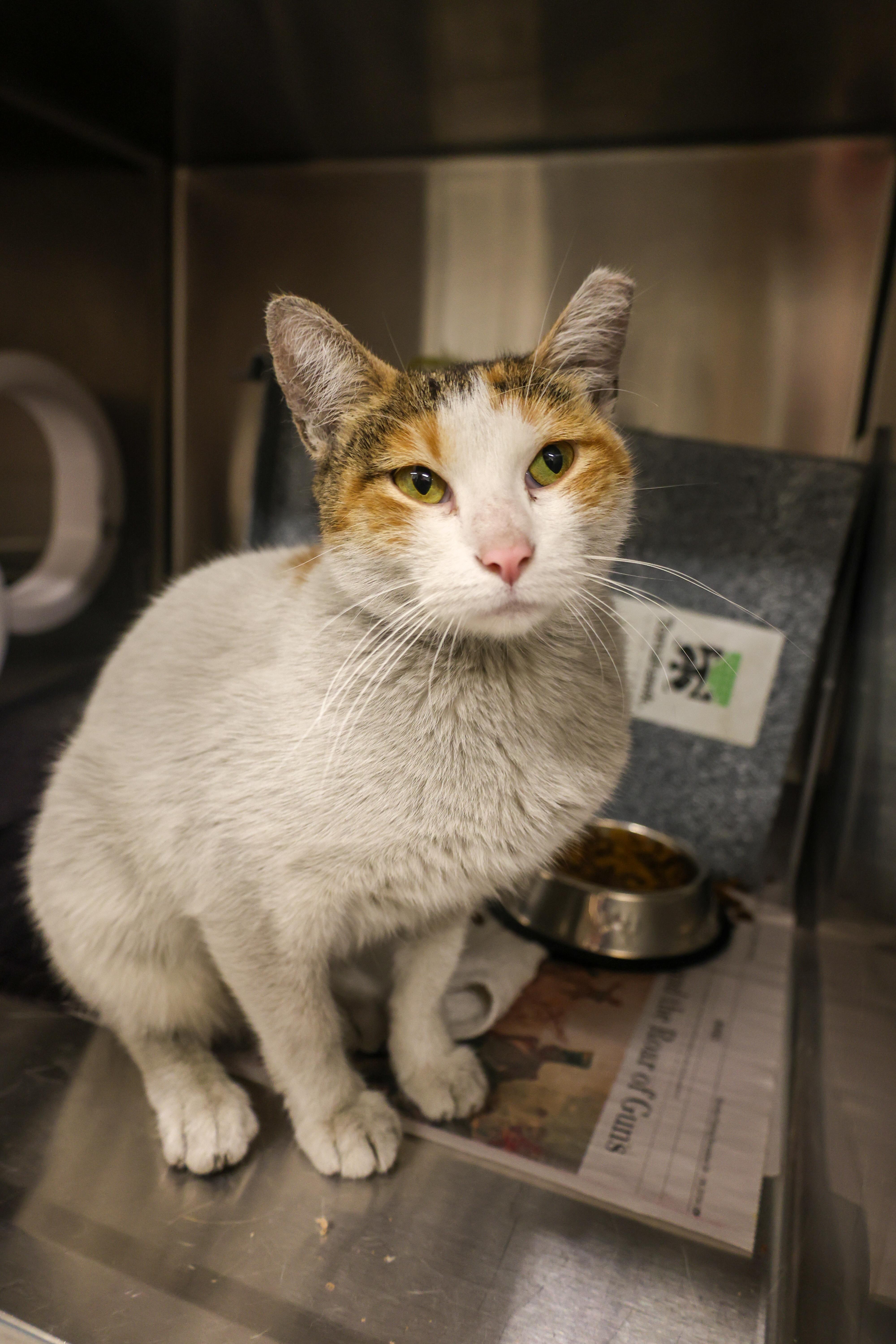 Maya, Adult Female Domestic Short Hair
