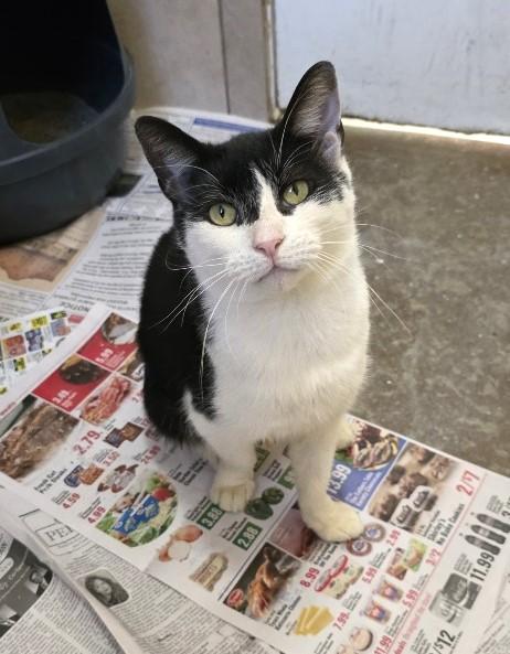 Enlarge Zuzu, an adopted Domestic Short Hair in Worcester, MA image 1/6