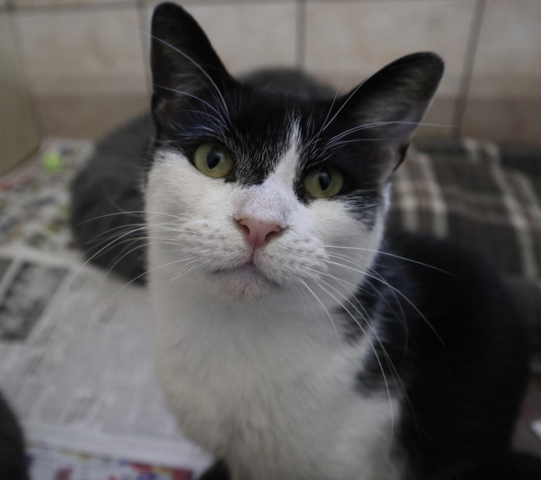 Enlarge Zuzu, an adopted Domestic Short Hair in Worcester, MA image 2/6