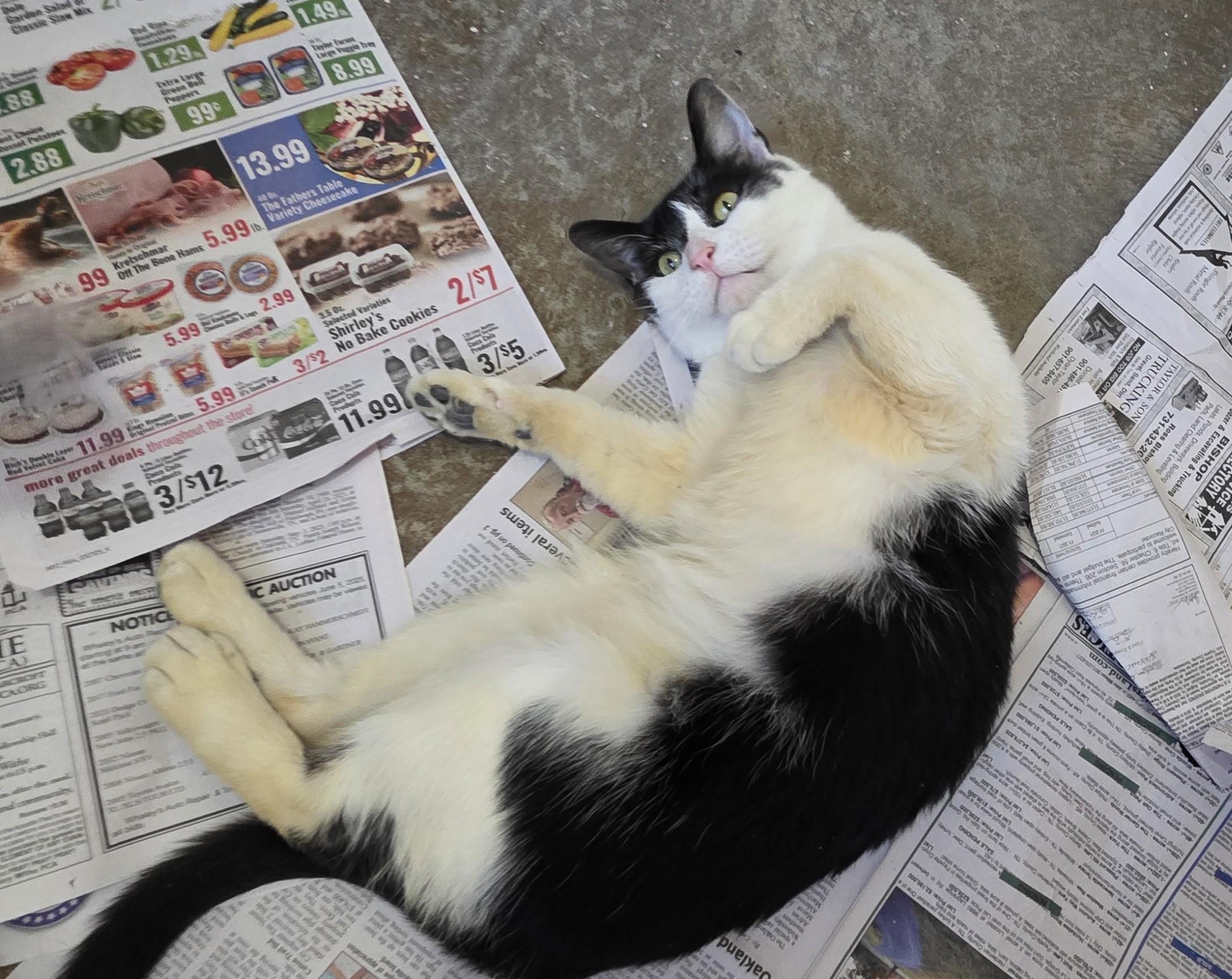 Enlarge Zuzu, an adopted Domestic Short Hair in Worcester, MA image 4/6