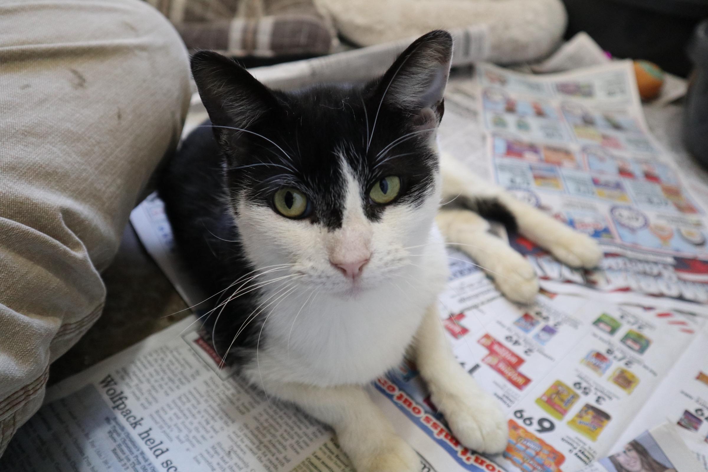 Enlarge Zuzu, an adopted Domestic Short Hair in Worcester, MA image 5/6