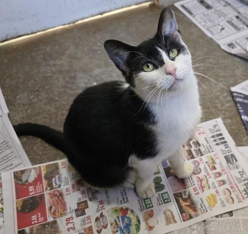 Enlarge Zuzu, an adopted Domestic Short Hair in Worcester, MA image 6/6