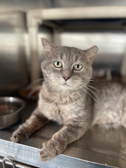 Corn, Adoptable, Adult Male Domestic Short Hair & Domestic Short Hair.