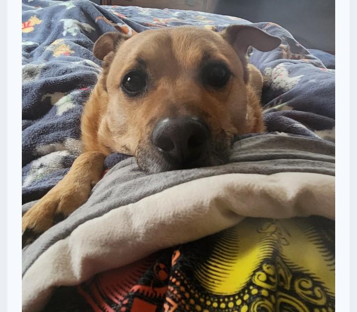 Enlarge Ro, a Adoptable mixed breed in Omaha, NE image 5/5