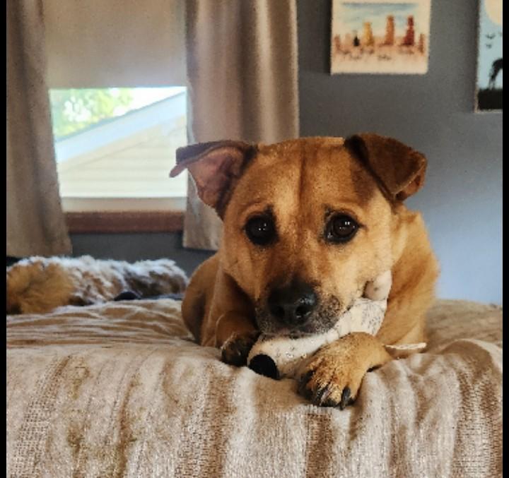 Enlarge Ro, a Adoptable mixed breed in Omaha, NE image 1/5