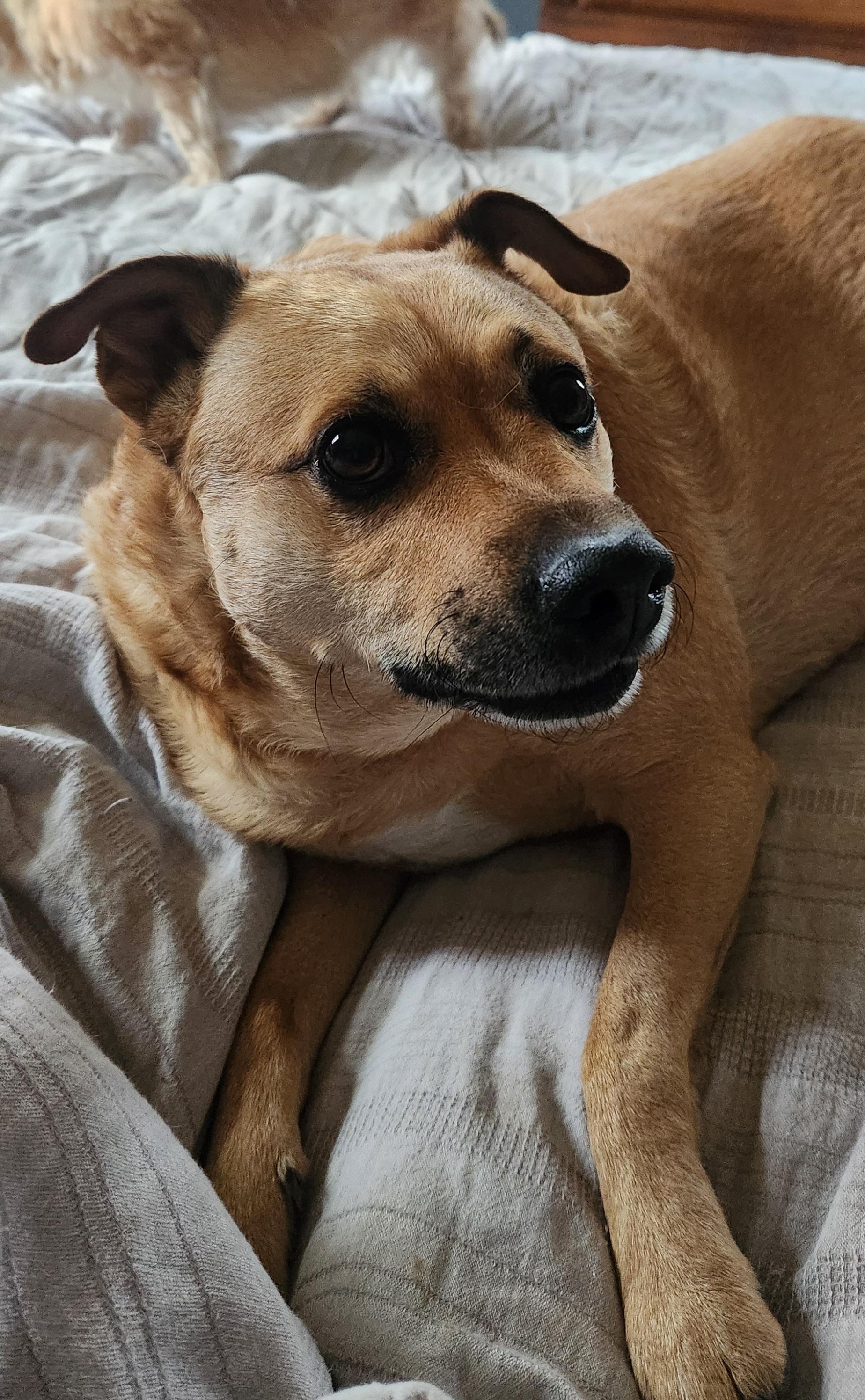 Ro, a Adoptable mixed breed in Omaha, NE image 1/4