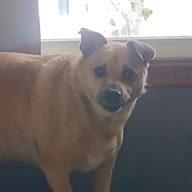 Ro, a Adoptable mixed breed in Omaha, NE image 2/4