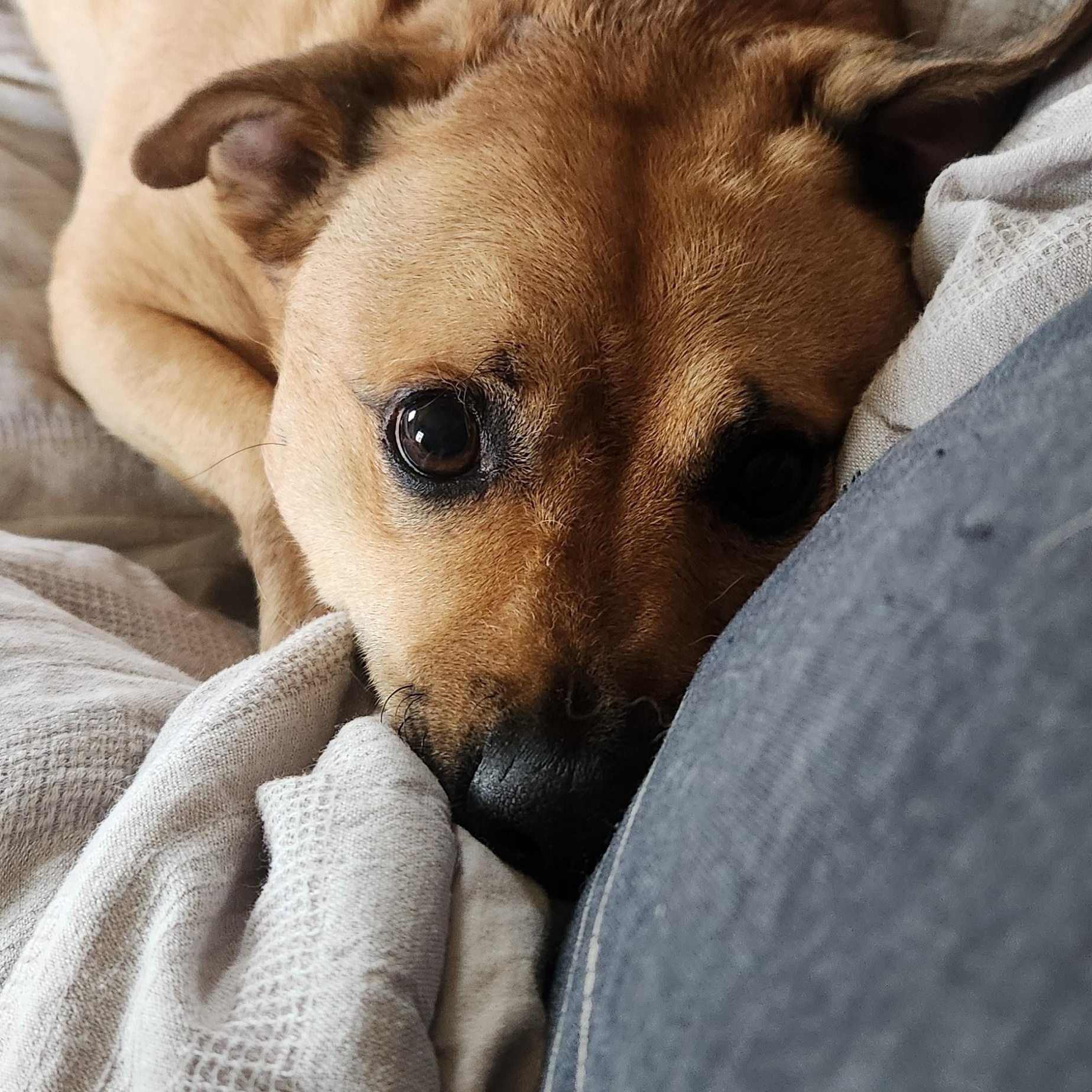 Ro, a Adoptable mixed breed in Omaha, NE image 3/4