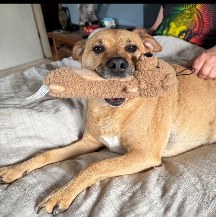 Enlarge Ro, a Adoptable mixed breed in Omaha, NE image 4/5