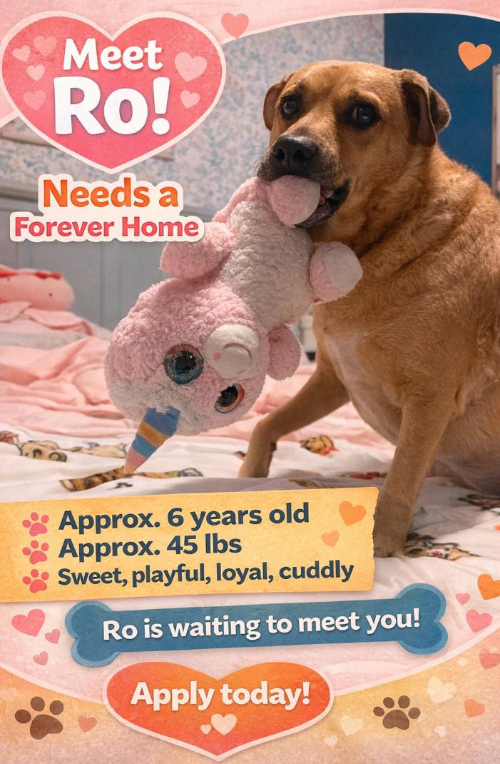 Ro, a Adoptable mixed breed in Omaha, NE image 1/2