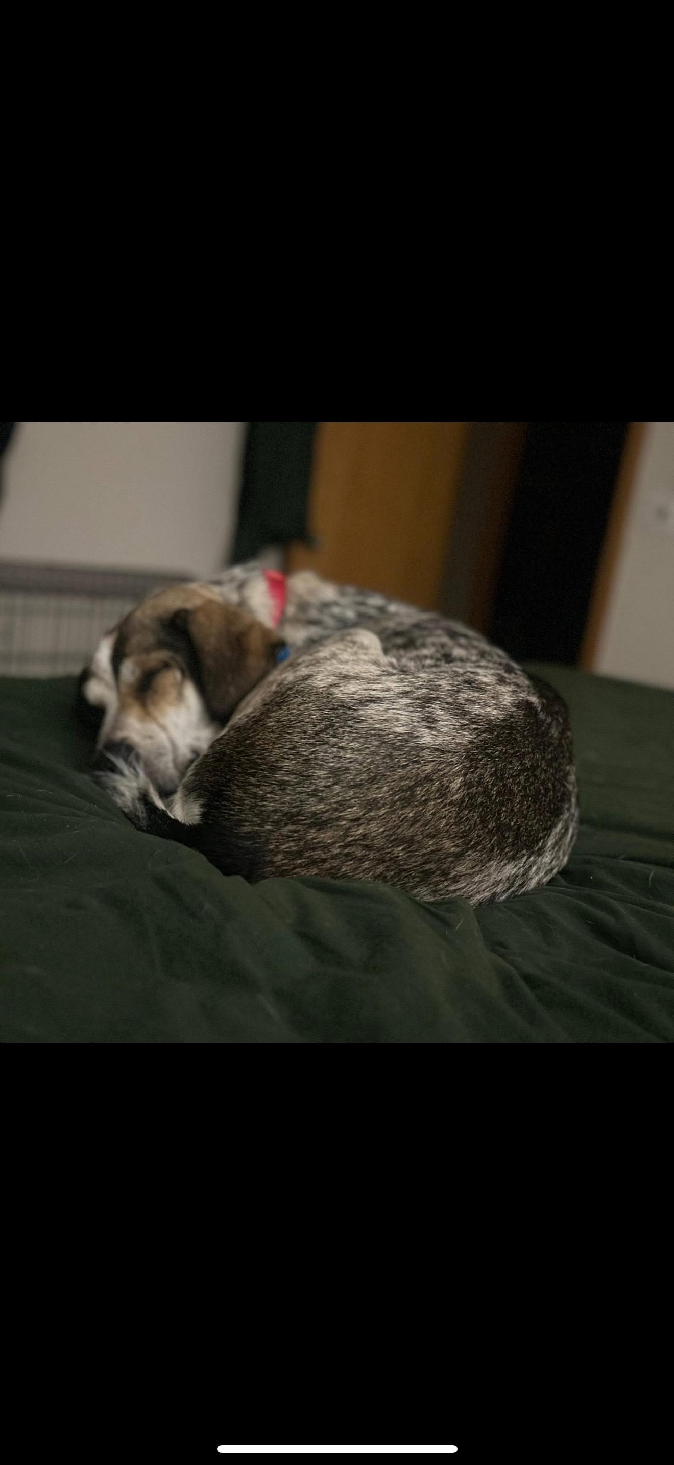 Enlarge Mervin, a Adoptable mixed breed in Pewaukee, WI image 2/5