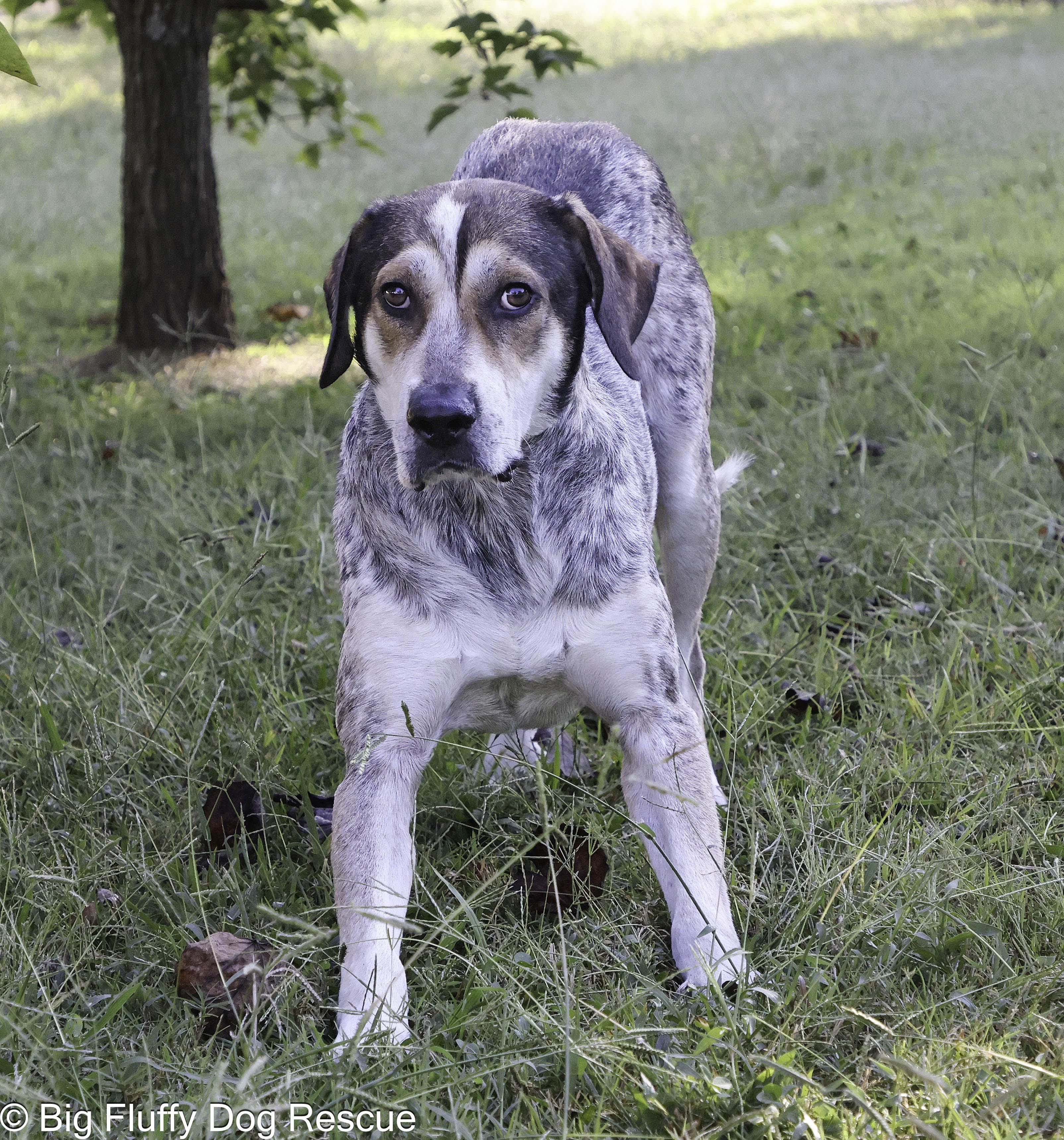 Enlarge Mervin, a Adoptable mixed breed in Pewaukee, WI image 1/5