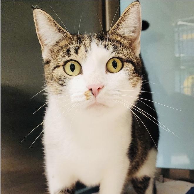 Gwen, Adoptable, Adult Female Domestic Short Hair.