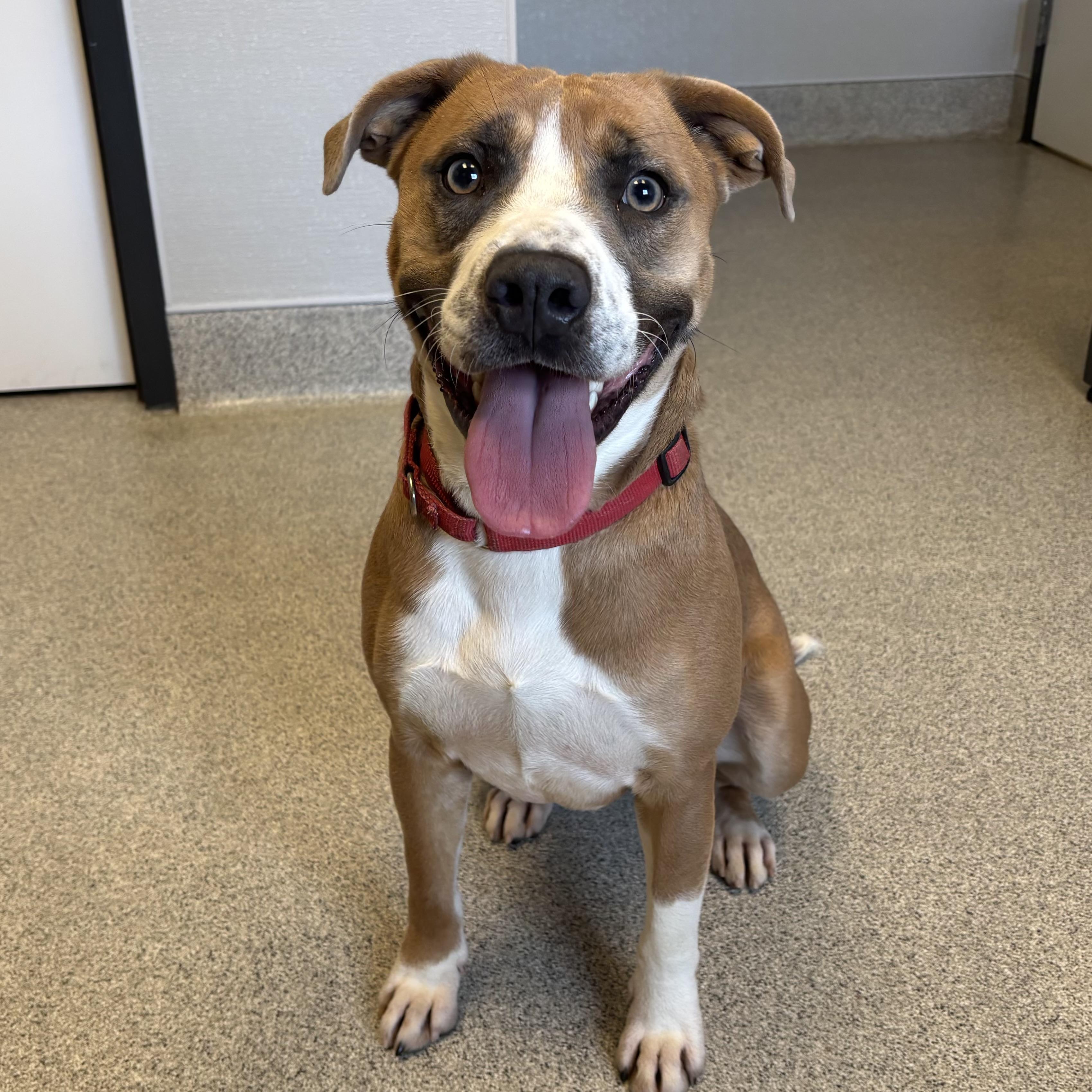 Mojo, Adoptable, Adult Male Mixed Breed.