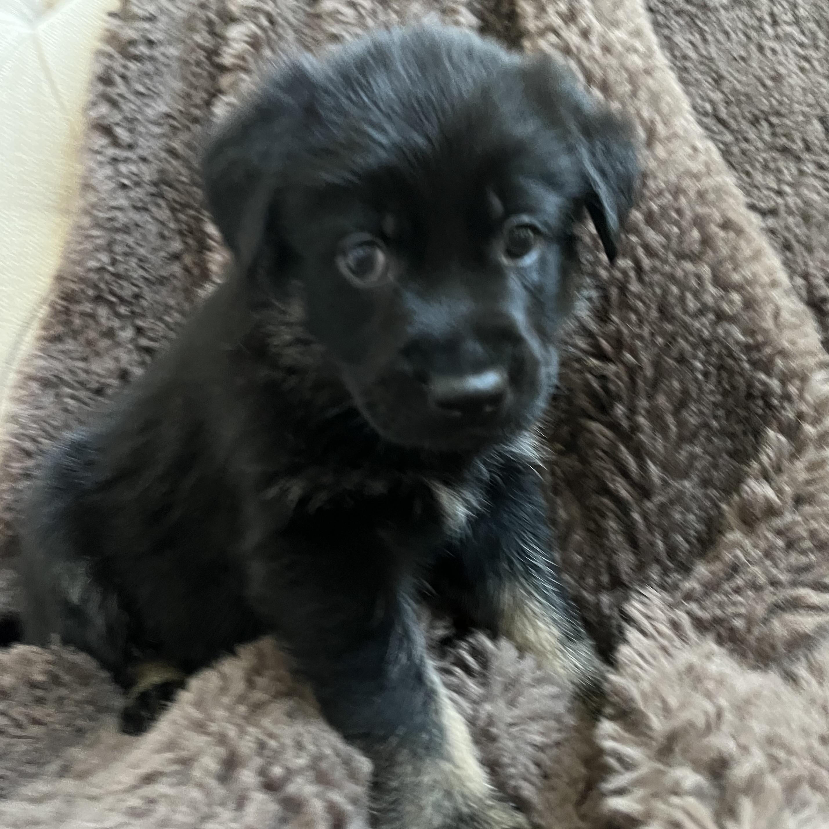 Remy, Adoptable, Puppy Male Catahoula Leopard Dog & Labrador Retriever.