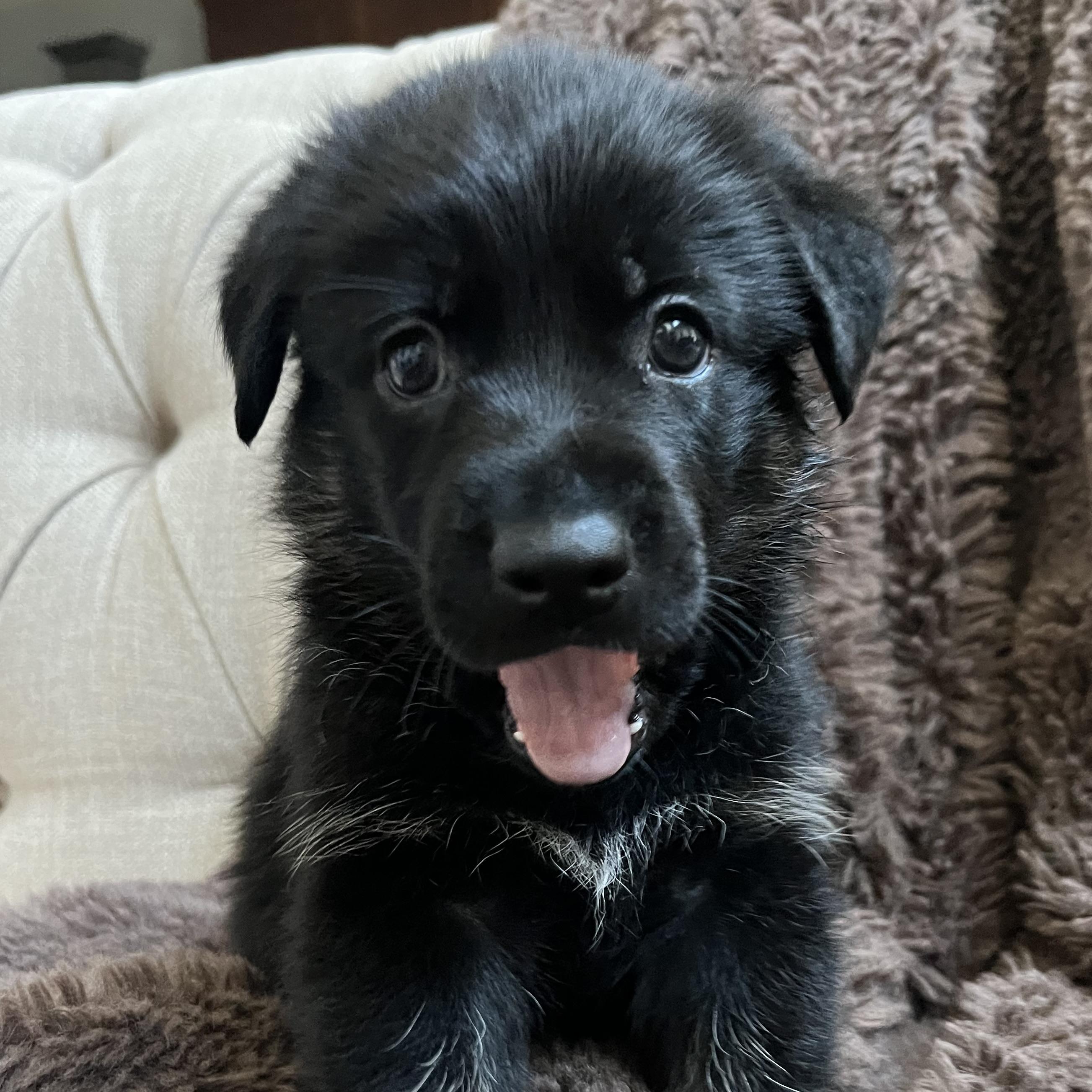 Enlarge Remy, a Adoptable mixed breed in st louis, MO image 4/5