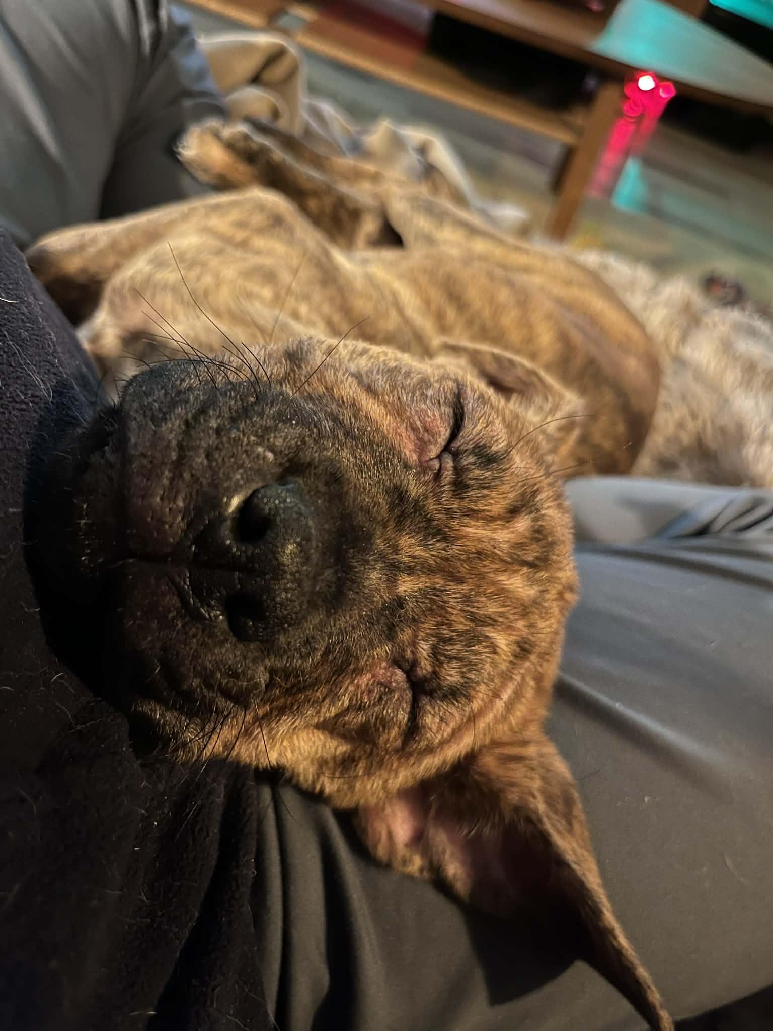 Enlarge Rupert , a ADOPTABLE mixed breed in Akron, OH image 2/2