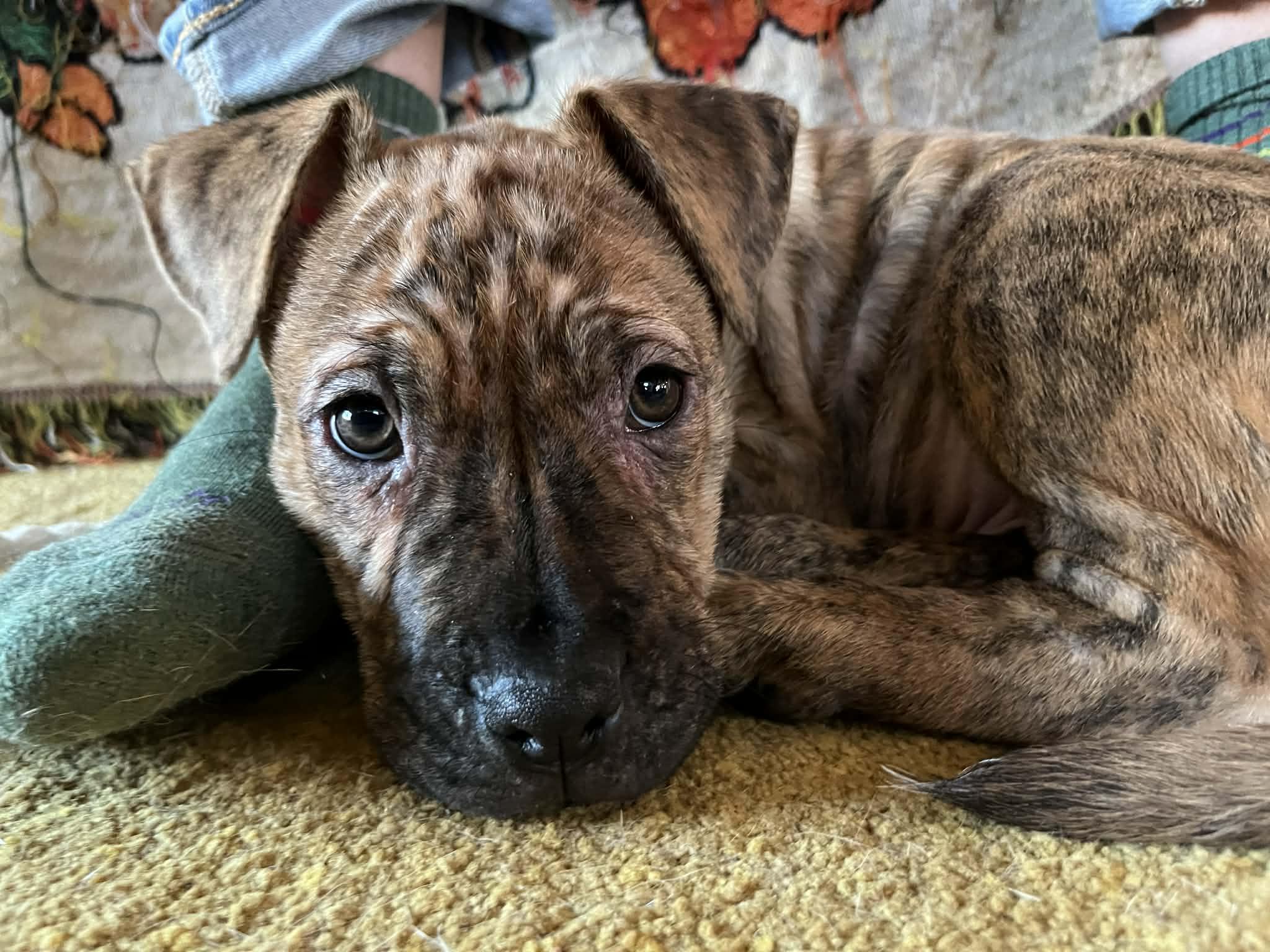 Rupert , ADOPTABLE, Puppy Male Pit Bull Terrier.