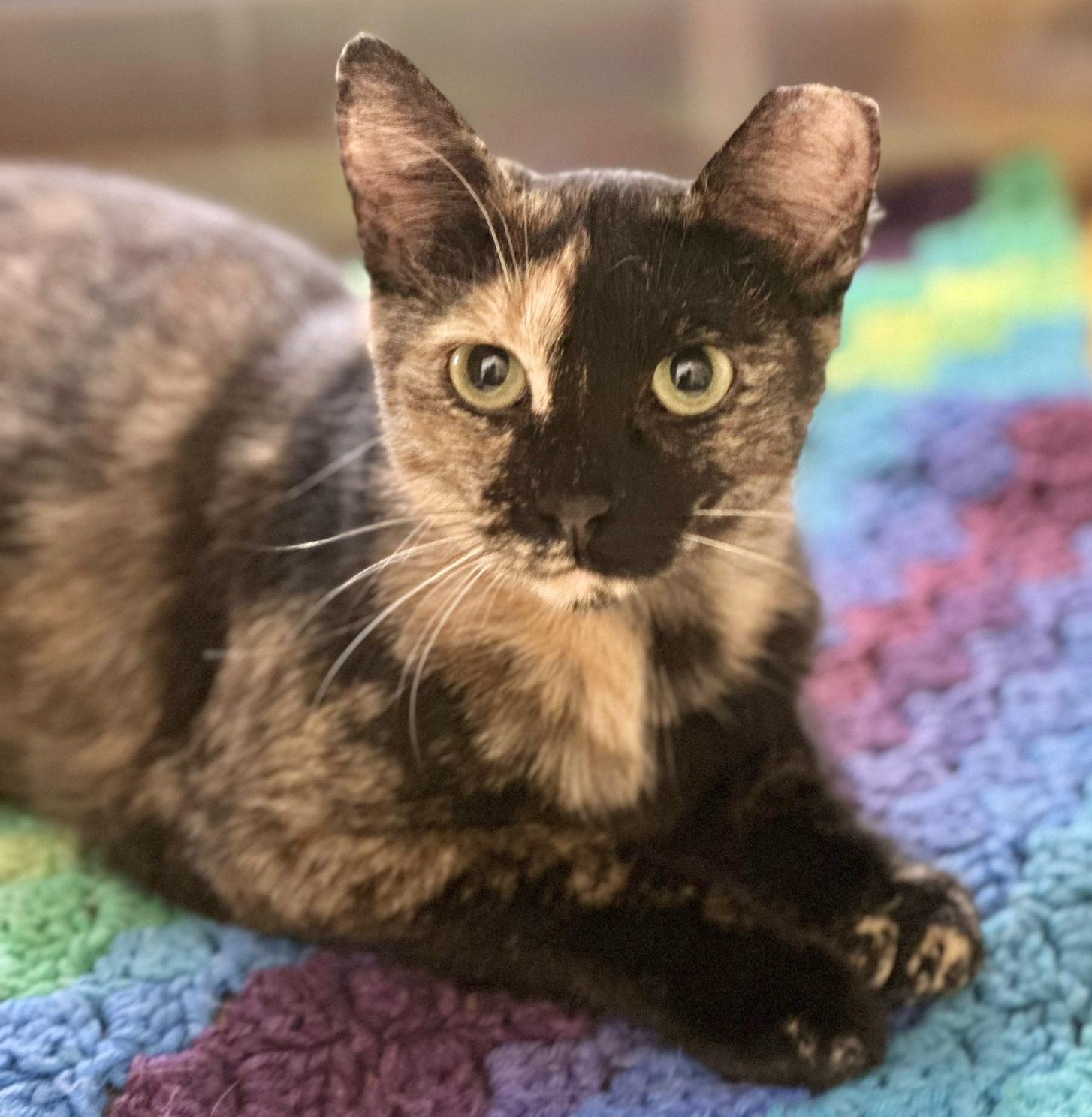 Heart (bonded with Hunter), a ADOPTABLE mixed breed in Brampton, ON image 1/6