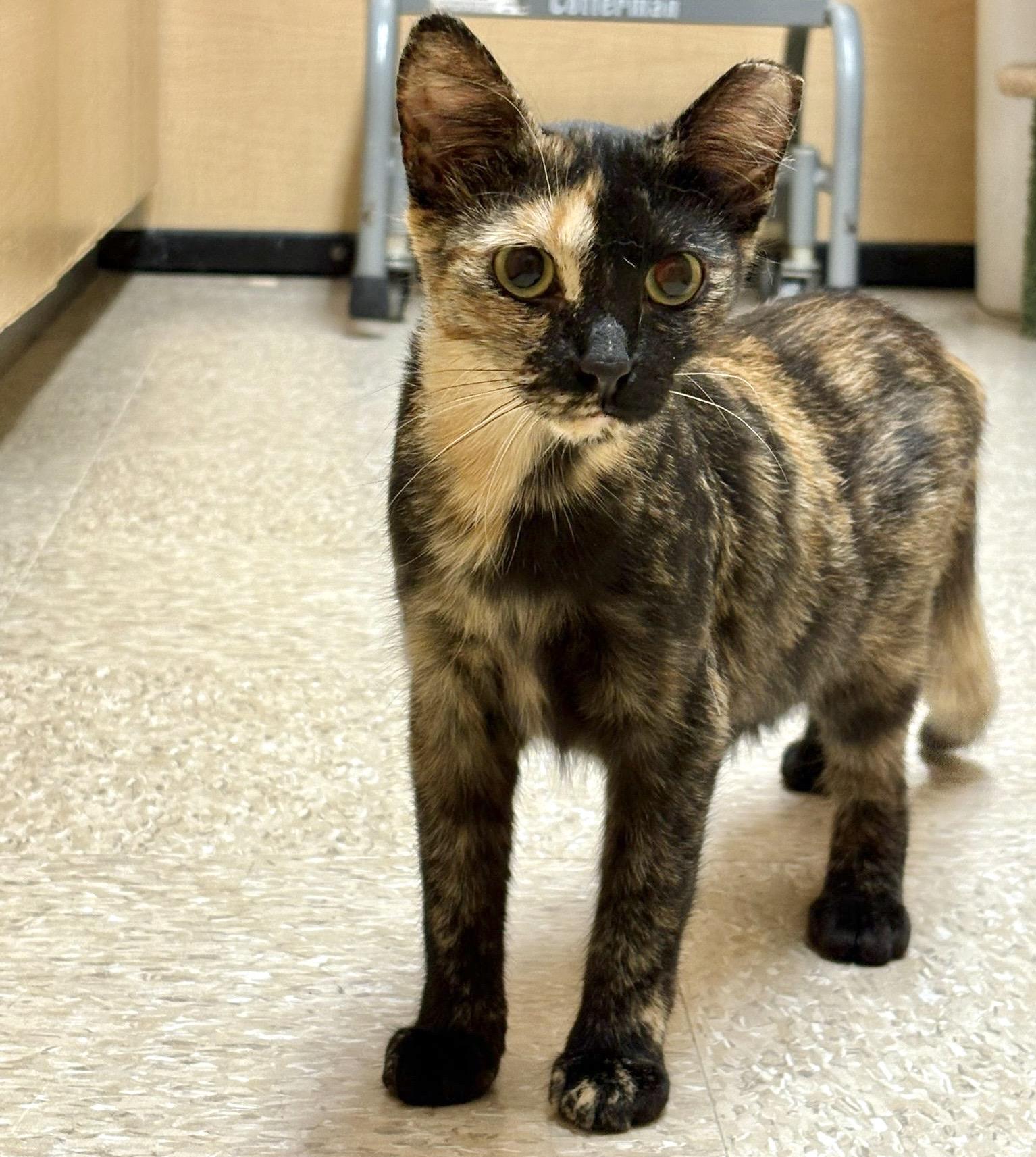 Heart (bonded with Hunter), a ADOPTABLE mixed breed in Brampton, ON image 2/6