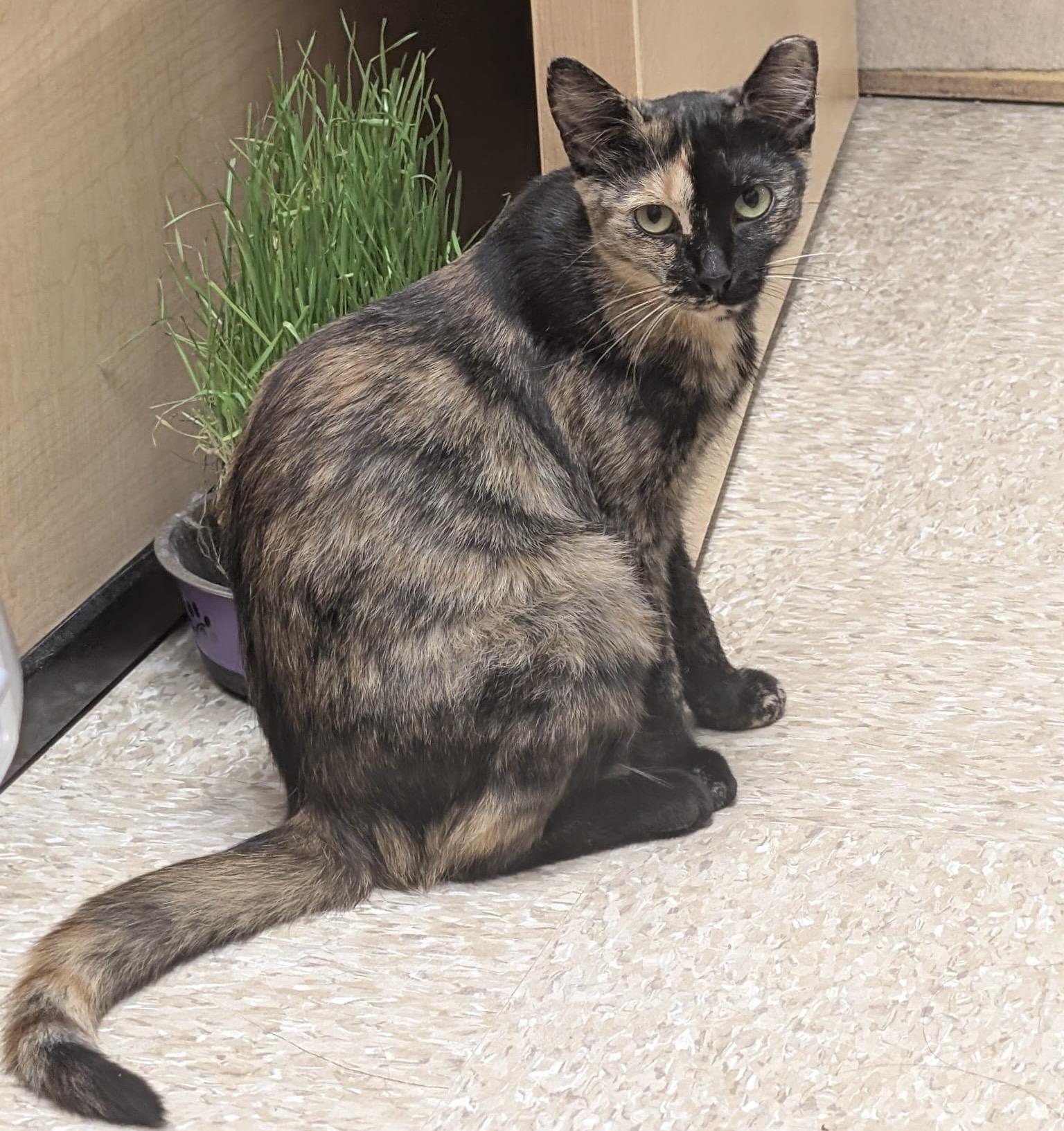 Heart (bonded with Hunter), a ADOPTABLE mixed breed in Brampton, ON image 4/6