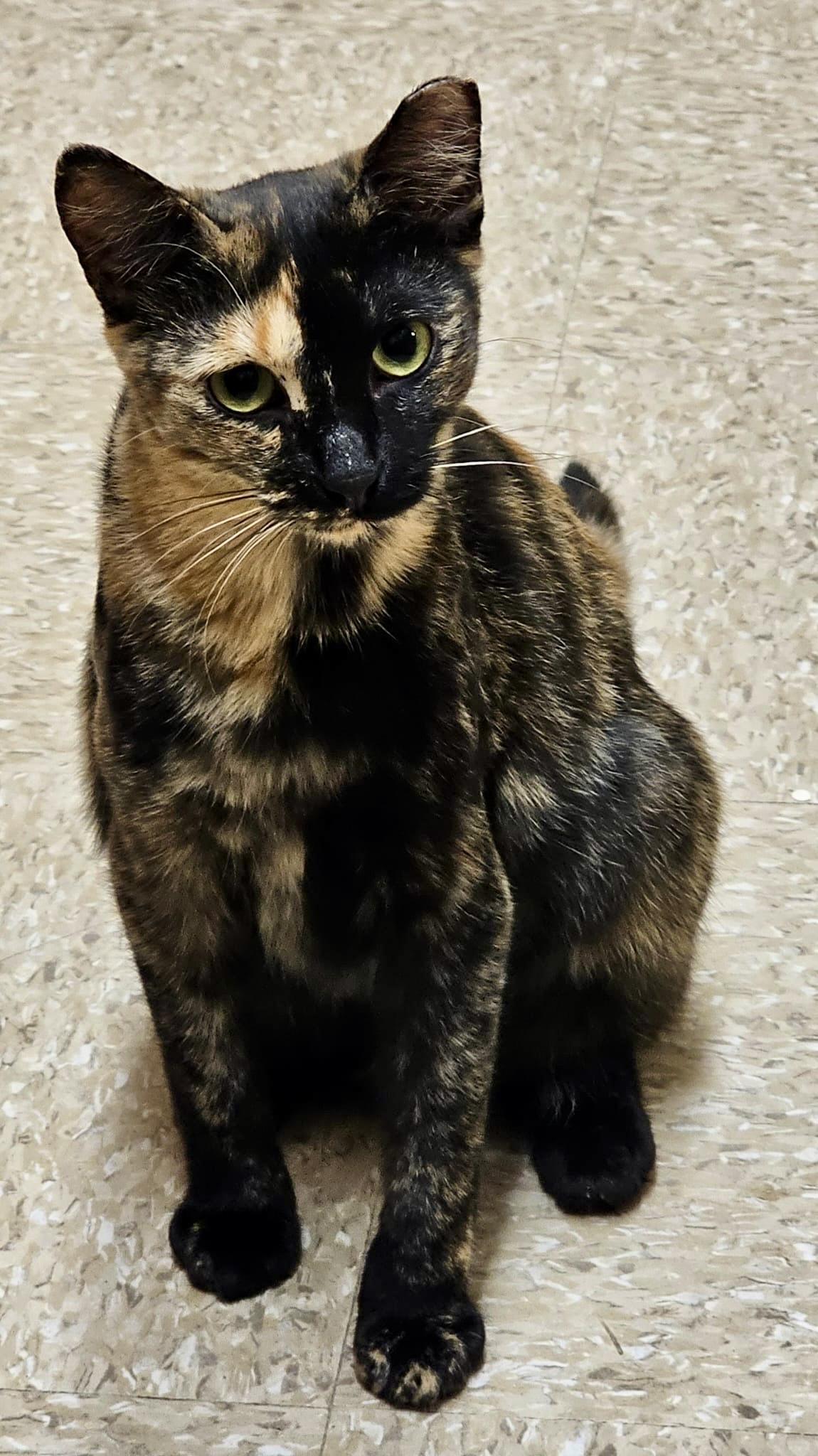 Heart (bonded with Hunter), a ADOPTABLE mixed breed in Brampton, ON image 5/6