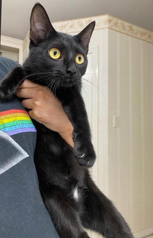 Enlarge Becky - C, a Adopted Domestic Short Hair in Mission, TX image 1/2