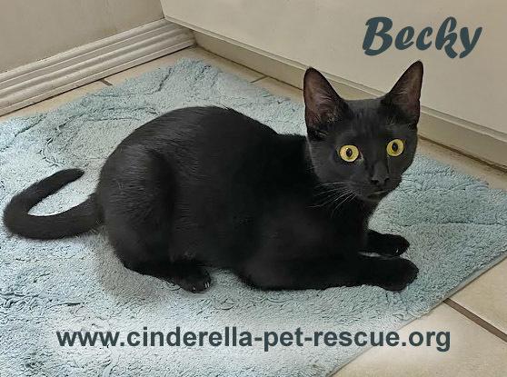 Becky - C, Adopted, Young Female Domestic Short Hair.