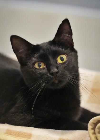 Ficus 60876, Adoptable, Young Female Domestic Short Hair & Domestic Short Hair.