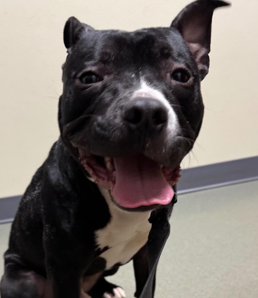 Enlarge Onyx, a Adoptable Staffordshire Bull Terrier in Saginaw, MI image 1/1