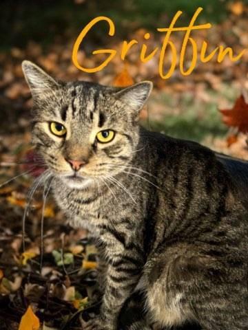 Griffin, a Adoptable mixed breed in Jim Thorpe, PA image 1/5