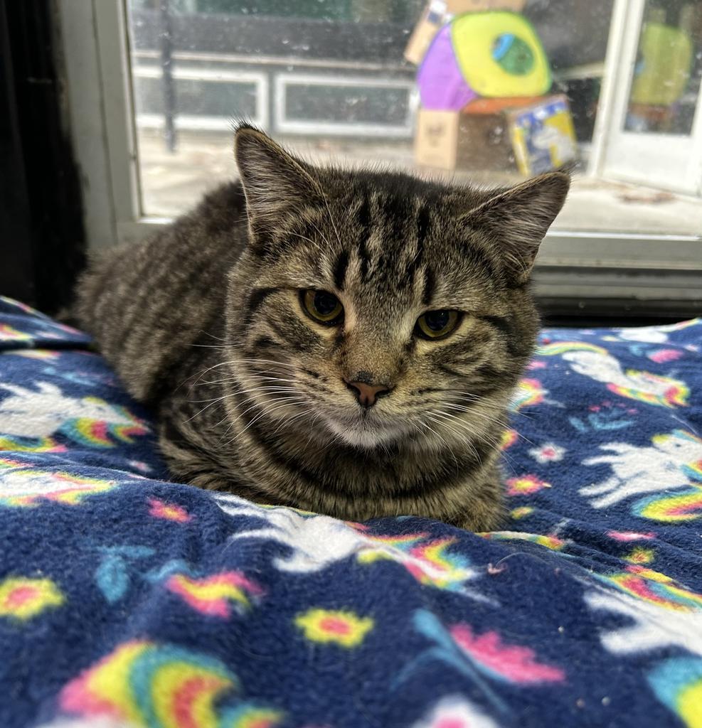 Griffin, a Adoptable mixed breed in Jim Thorpe, PA image 5/5