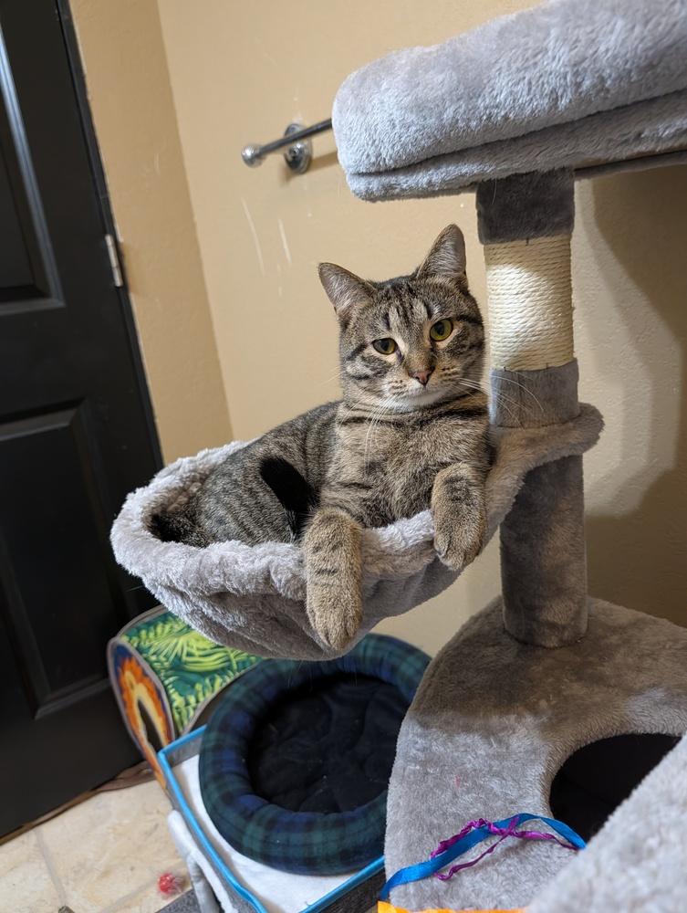 Scooter #7, Adoptable, Young Male Domestic Short Hair & Tabby.